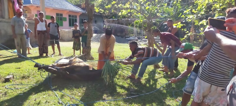 MAN Ende Kurban di Dua Kabupaten